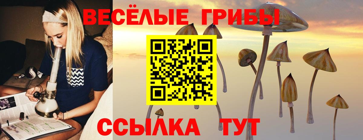 Псилоцибиновые грибы Psilocybine cubensis Сафоново